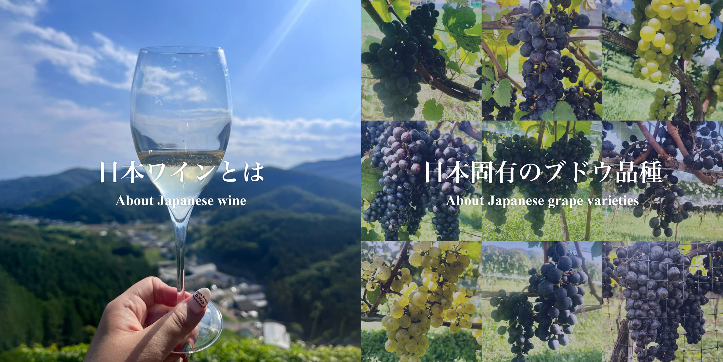 日本ワインとは About Japanese wine 日本固有のブドウ品種 About Japanese grape varieties 